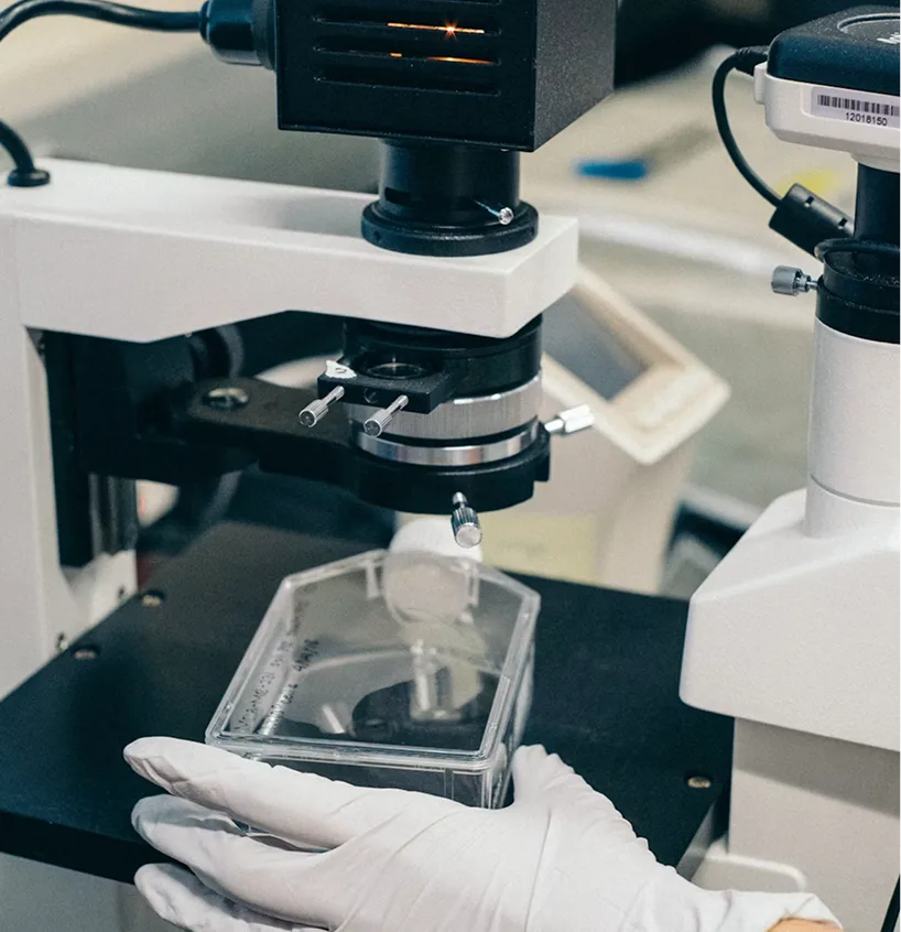 Gloved hands holding a sample dish under a laboratory microscope